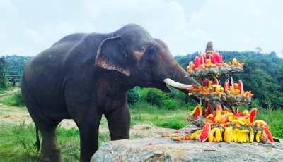 Rescued temple elephant adapts to new life in Bengaluru zoo | Rescued temple elephant adapts to new life in Bengaluru zoo Rescued temple elephant adapts to new life in Bengaluru zoo | Rescued temple elephant adapts to new life in Bengaluru zoo