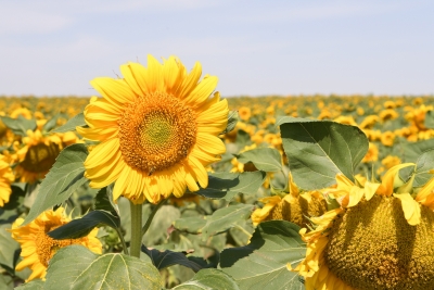 Sunflower seeds import from Ukraine affected, domestic market banks on mustard | Sunflower seeds import from Ukraine affected, domestic market banks on mustard