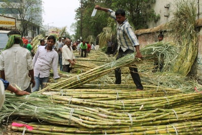 Sugarcane output per hectare rises in UP | Sugarcane output per hectare rises in UP