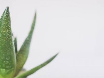 Benefits of aloe vera for your skin | Benefits of aloe vera for your skin