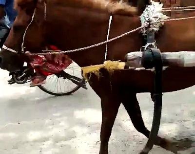 Over a dozen people in Bihar's Bagaha bitten by 'mad horse' | Over a dozen people in Bihar's Bagaha bitten by 'mad horse' Over a dozen people in Bihar's Bagaha bitten by 'mad horse' | Over a dozen people in Bihar's Bagaha bitten by 'mad horse'