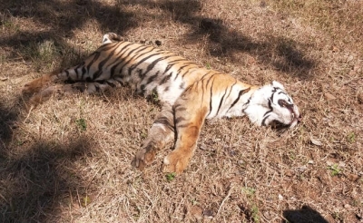 Tigress found dead in UP's Dudhwa buffer zone | Tigress found dead in UP's Dudhwa buffer zone
