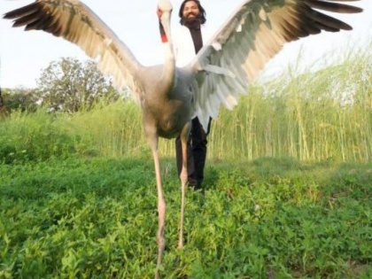 Arif's Sarus being trained for life in the wild | Arif's Sarus being trained for life in the wild