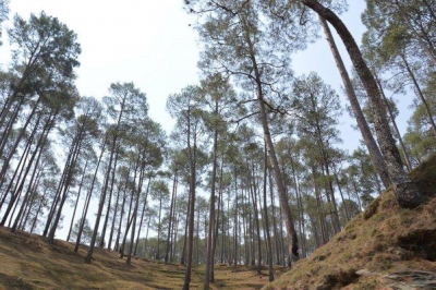 Himachal eyeing to use pine forest residue as biofuel | Himachal eyeing to use pine forest residue as biofuel
