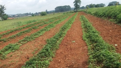 Jharkhand farmers look for sweet rewards from strawberry farming | Jharkhand farmers look for sweet rewards from strawberry farming