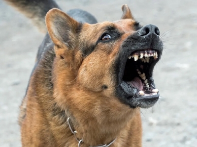 False dog bite case deprives 30-year-old career in judiciary, SC issues notice | False dog bite case deprives 30-year-old career in judiciary, SC issues notice