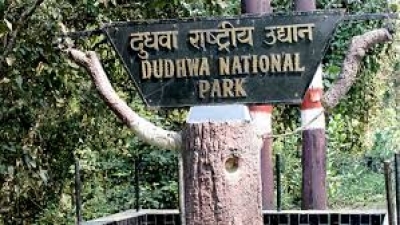 Confined jumbo shifted to Dudhwa Reserve | Confined jumbo shifted to Dudhwa Reserve