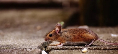 Japanese scientists create mice with two fathers | Japanese scientists create mice with two fathers Japanese scientists create mice with two fathers | Japanese scientists create mice with two fathers