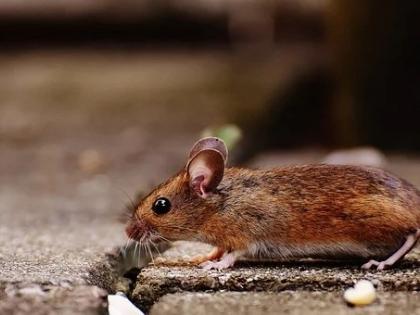 US scientists restore walking in mice after paralysis | US scientists restore walking in mice after paralysis US scientists restore walking in mice after paralysis | US scientists restore walking in mice after paralysis