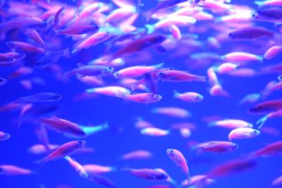TN to set up trade centre for ornamental fish in Chennai | TN to set up trade centre for ornamental fish in Chennai
