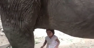 Toddler girl drinks milk from elephant in Assam, video goes viral | Toddler girl drinks milk from elephant in Assam, video goes viral