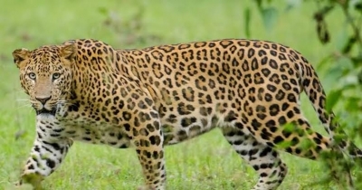 Woman killed in leopard attack in UP | Woman killed in leopard attack in UP