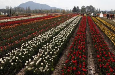 Kashmir on the crest of horticulture tourism | Kashmir on the crest of horticulture tourism