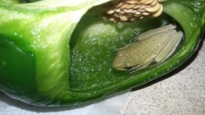 Couple find live frog inside pepper, Netizens amazed | Couple find live frog inside pepper, Netizens amazed Couple find live frog inside pepper, Netizens amazed | Couple find live frog inside pepper, Netizens amazed
