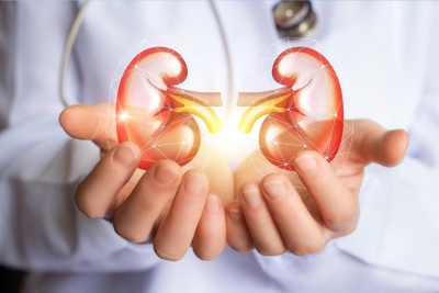 Covid can infect kidneys directly: Study | Covid can infect kidneys directly: Study