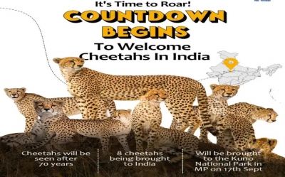 Welcoming back the Cheetah, restoring lost heritage | Welcoming back the Cheetah, restoring lost heritage