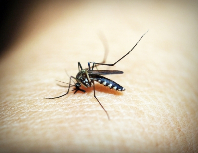 Vax for rare, deadly mosquito-borne viruses shows promise in trial | Vax for rare, deadly mosquito-borne viruses shows promise in trial