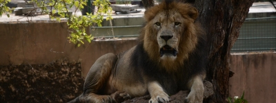 Sri Lanka's Covid-infected lion recovering | Sri Lanka's Covid-infected lion recovering Sri Lanka's Covid-infected lion recovering | Sri Lanka's Covid-infected lion recovering
