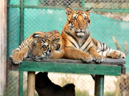Special diet for zoo inmates as temperatures rise | Special diet for zoo inmates as temperatures rise