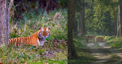 Conservation spinoffs: 8 reserves in NE benefit humans as much as tigers | Conservation spinoffs: 8 reserves in NE benefit humans as much as tigers