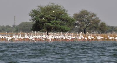 1 mn birds of 80 species identified in 1st phase of TN bird census | 1 mn birds of 80 species identified in 1st phase of TN bird census