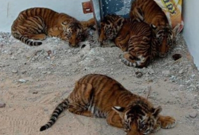 Four tiger cubs found near Andhra village | Four tiger cubs found near Andhra village