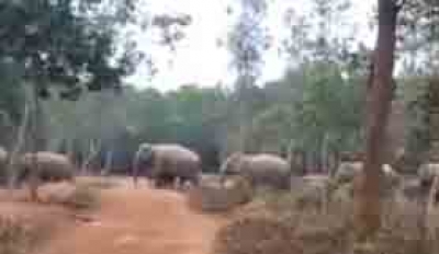 Herd of elephants walking in straight line impress Twitter | Herd of elephants walking in straight line impress Twitter