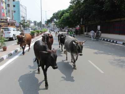 Parl panel concerned over accidents on highways due to stray cattle | Parl panel concerned over accidents on highways due to stray cattle