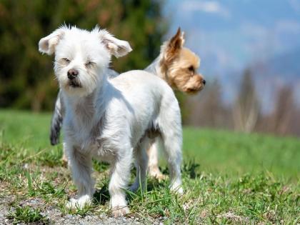 Dogs too can experience hearing loss | Dogs too can experience hearing loss Dogs too can experience hearing loss | Dogs too can experience hearing loss
