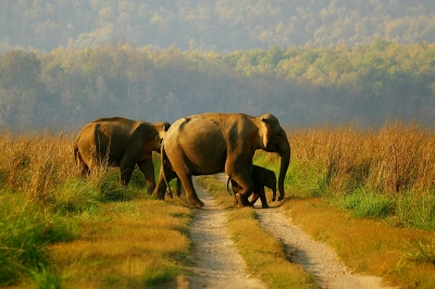 Speeding trains, poachers endanger tuskers in Nilgiri Biosphere Reserve | Speeding trains, poachers endanger tuskers in Nilgiri Biosphere Reserve