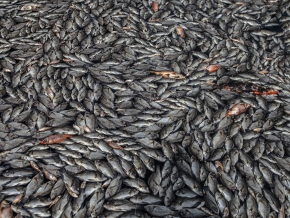 Thousands of dead fish wash ashore in Texas | Thousands of dead fish wash ashore in Texas
