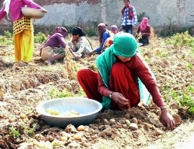 Agra farmers distressed as hail, heavy rain flatten crops | Agra farmers distressed as hail, heavy rain flatten crops Agra farmers distressed as hail, heavy rain flatten crops | Agra farmers distressed as hail, heavy rain flatten crops