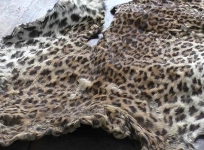 Odisha STF seizes three leopard skins; one held | Odisha STF seizes three leopard skins; one held
