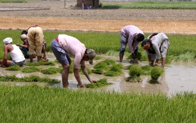 Deficit rains in eastern states leads to less paddy sowing, other crops up | Deficit rains in eastern states leads to less paddy sowing, other crops up