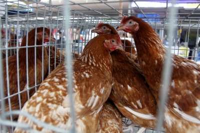 Czech Republic culls 220,000 chickens due to bird flu outbreak | Czech Republic culls 220,000 chickens due to bird flu outbreak