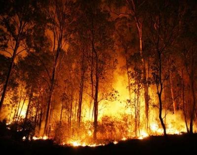 Massive forest fire ravages 3,600 hectares of land in Chile | Massive forest fire ravages 3,600 hectares of land in Chile