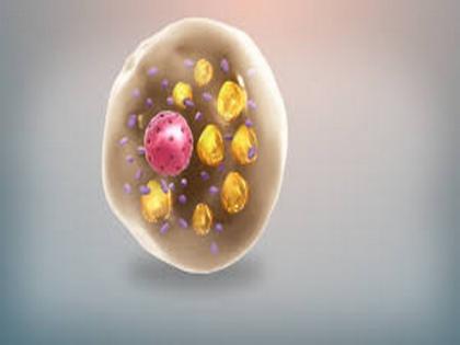 Study finds how glycogen is linked to heat generation in fat cells | Study finds how glycogen is linked to heat generation in fat cells Study finds how glycogen is linked to heat generation in fat cells | Study finds how glycogen is linked to heat generation in fat cells