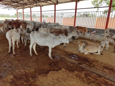 Pay more for keeping cows, dogs in Lucknow | Pay more for keeping cows, dogs in Lucknow