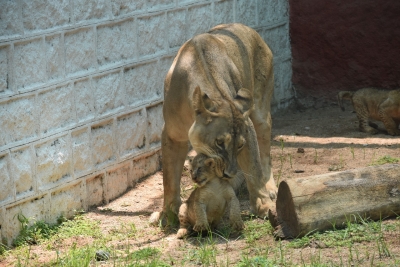 Bengaluru startup adopts lion cub in city zoo | Bengaluru startup adopts lion cub in city zoo