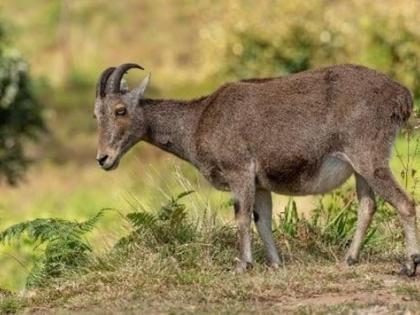 TN CM Stalin launches 'The Project Nilgiri Tahr' | TN CM Stalin launches 'The Project Nilgiri Tahr' TN CM Stalin launches 'The Project Nilgiri Tahr' | TN CM Stalin launches 'The Project Nilgiri Tahr'