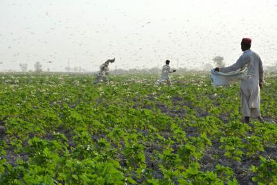 Major locust swarms may reach Pak later this month | Major locust swarms may reach Pak later this month