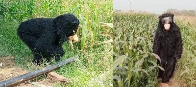 Telangana farmer's innovative trick to protect crops | Telangana farmer's innovative trick to protect crops Telangana farmer's innovative trick to protect crops | Telangana farmer's innovative trick to protect crops