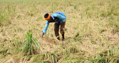 Heavy pre-monsoon showers affects Kuruvai paddy farmers in TN | Heavy pre-monsoon showers affects Kuruvai paddy farmers in TN