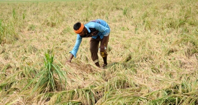 Kuruvai paddy farmers in TN facing difficulties due to shortage of water, OPS demands compensation | Kuruvai paddy farmers in TN facing difficulties due to shortage of water, OPS demands compensation Kuruvai paddy farmers in TN facing difficulties due to shortage of water, OPS demands compensation | Kuruvai paddy farmers in TN facing difficulties due to shortage of water, OPS demands compensation