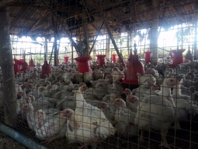 Over 10,000 poultry die in Ghana's avian flu outbreak | Over 10,000 poultry die in Ghana's avian flu outbreak