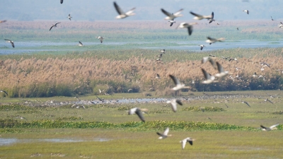 Haiderpur wetland in UP recongnised as Ramsar Site | Haiderpur wetland in UP recongnised as Ramsar Site