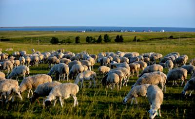 Mongolia begins exporting live sheep to Uzbekistan | Mongolia begins exporting live sheep to Uzbekistan Mongolia begins exporting live sheep to Uzbekistan | Mongolia begins exporting live sheep to Uzbekistan