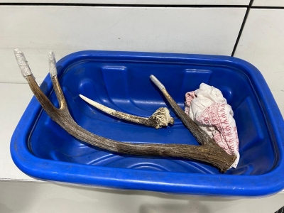 Russian man held with Sambar antlers at IGI airport | Russian man held with Sambar antlers at IGI airport