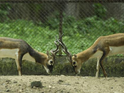 187 acres will be transferred for black buck habitat in Fatehabad: Haryana minister | 187 acres will be transferred for black buck habitat in Fatehabad: Haryana minister 187 acres will be transferred for black buck habitat in Fatehabad: Haryana minister | 187 acres will be transferred for black buck habitat in Fatehabad: Haryana minister