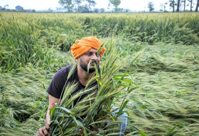 Unseasonal rains hit wheat crop in Punjab, Haryana; CMs promise relief | Unseasonal rains hit wheat crop in Punjab, Haryana; CMs promise relief